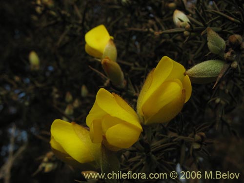 Bild von Ulex europaeus (Corena / Espinillo / Yáquil). Klicken Sie, um den Ausschnitt zu vergrössern.